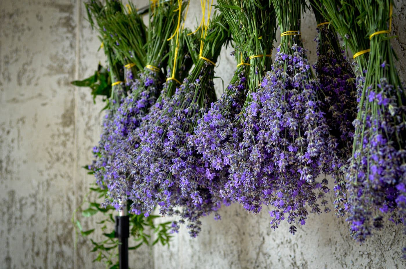 Lavender bundles hung up to dry