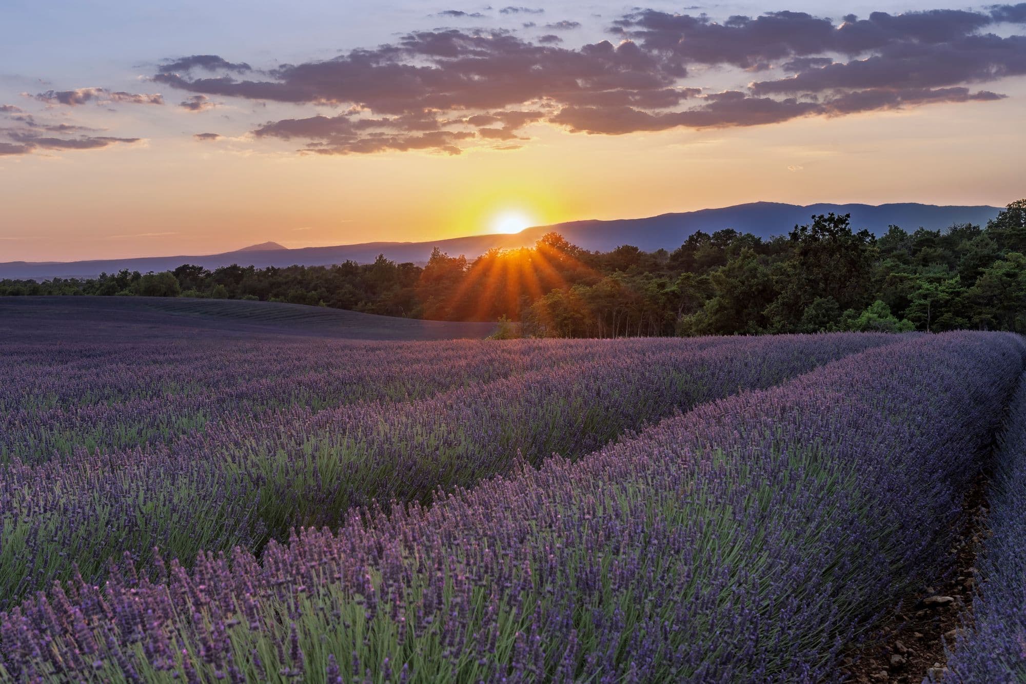 Lavender rows at sunset on the plateau